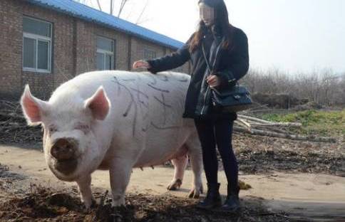 回民供奉猪骑女人图片图片