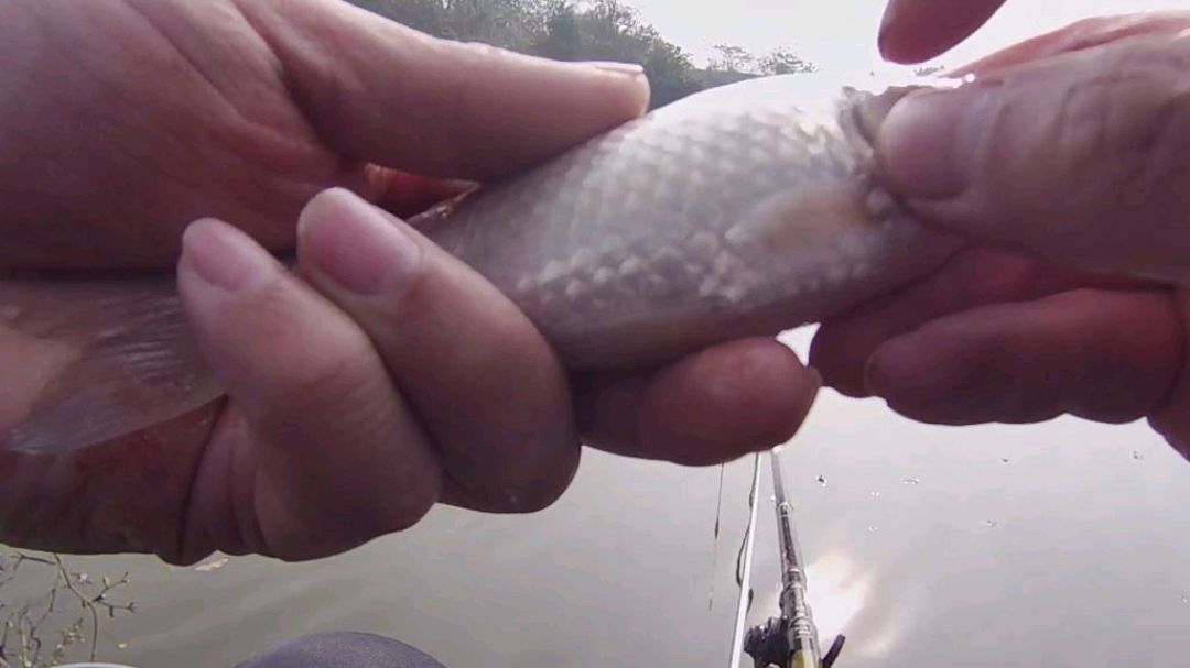 上个视频我们讲了32片鱼鳞是什么鲫鱼品种,那29片呐