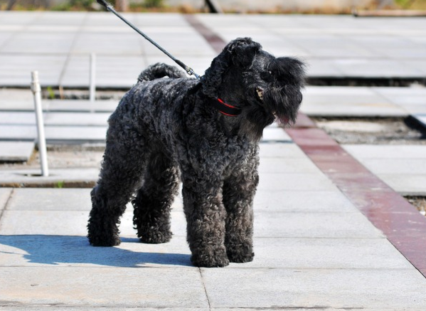 凯利蓝梗,又称爱尔兰梗,是爱尔兰国犬