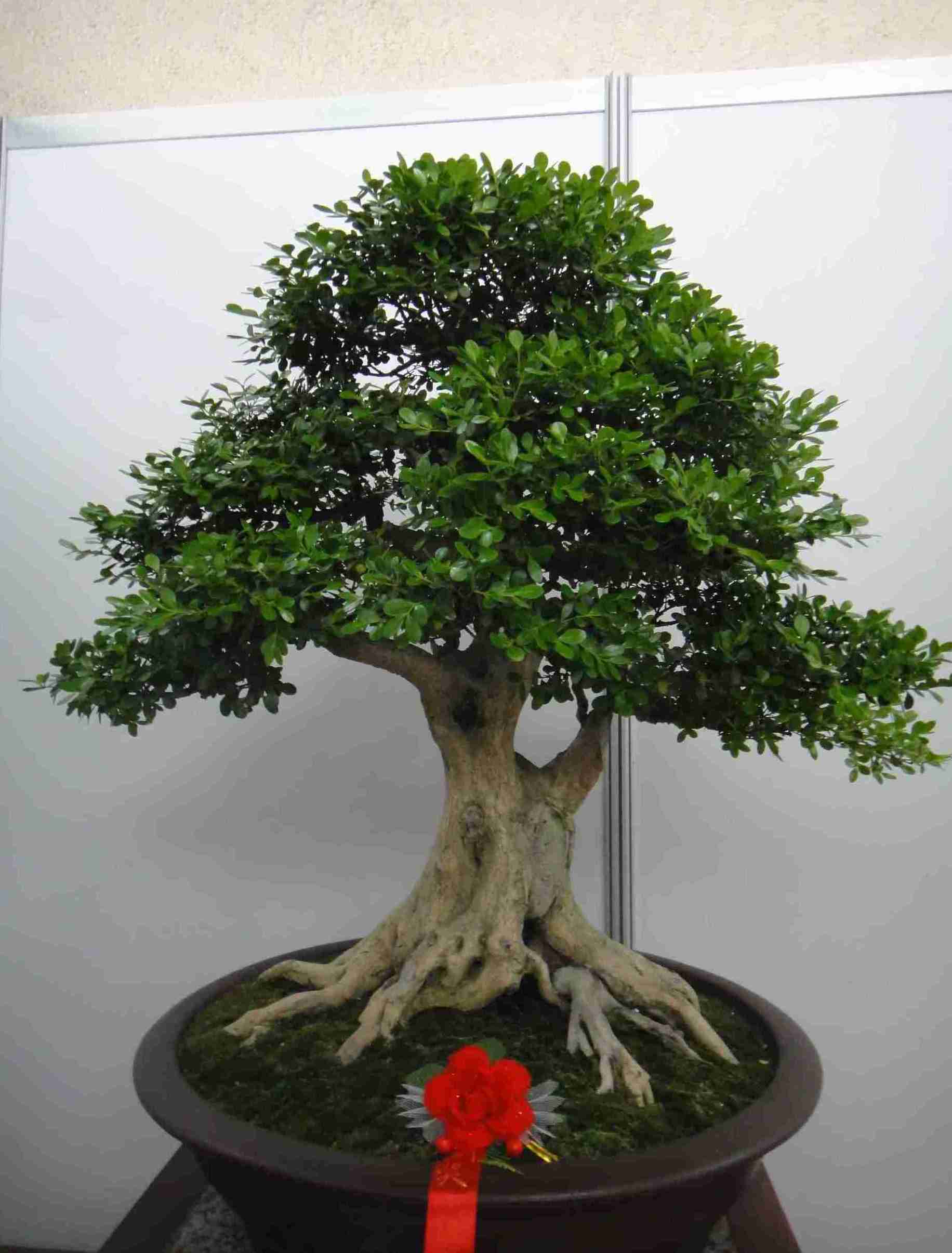 黄杨盆景枝弱叶少,摘蕾是关键,做好这"3步",枝粗叶旺长得壮