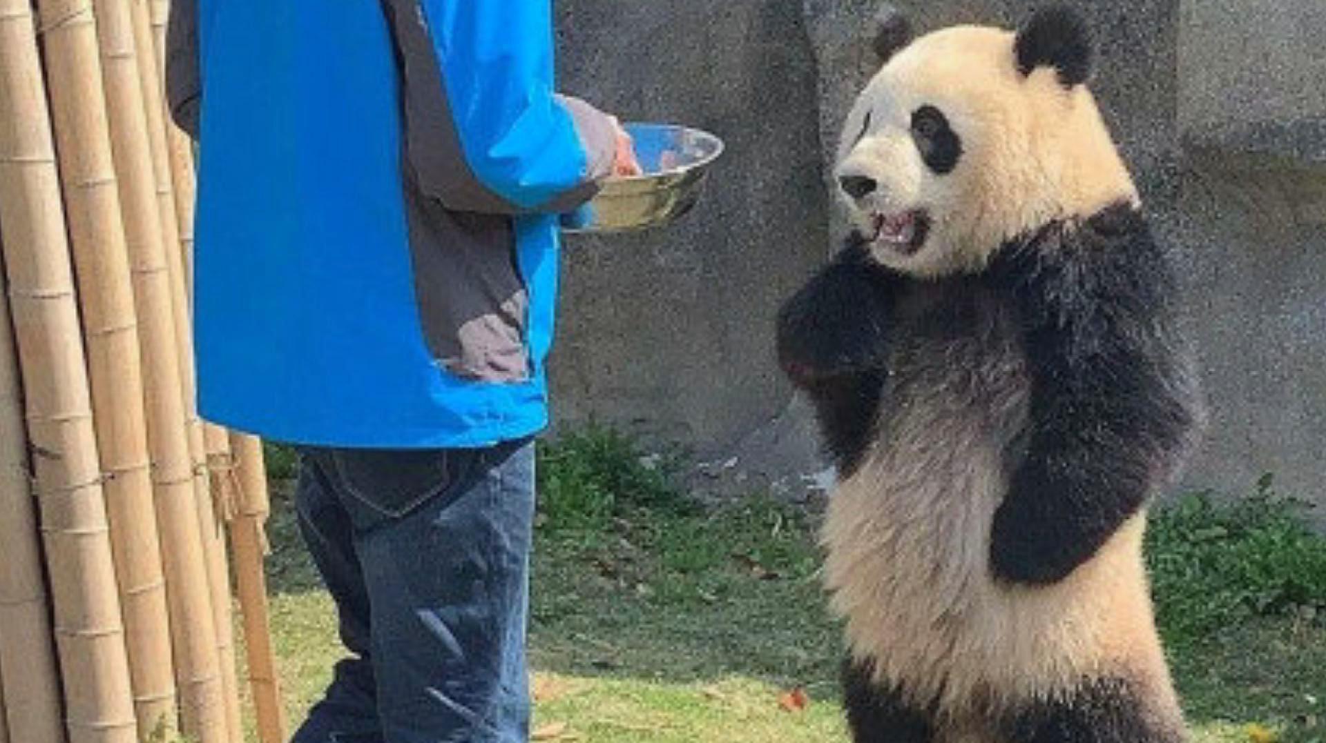 大熊猫站立叉腰图片图片