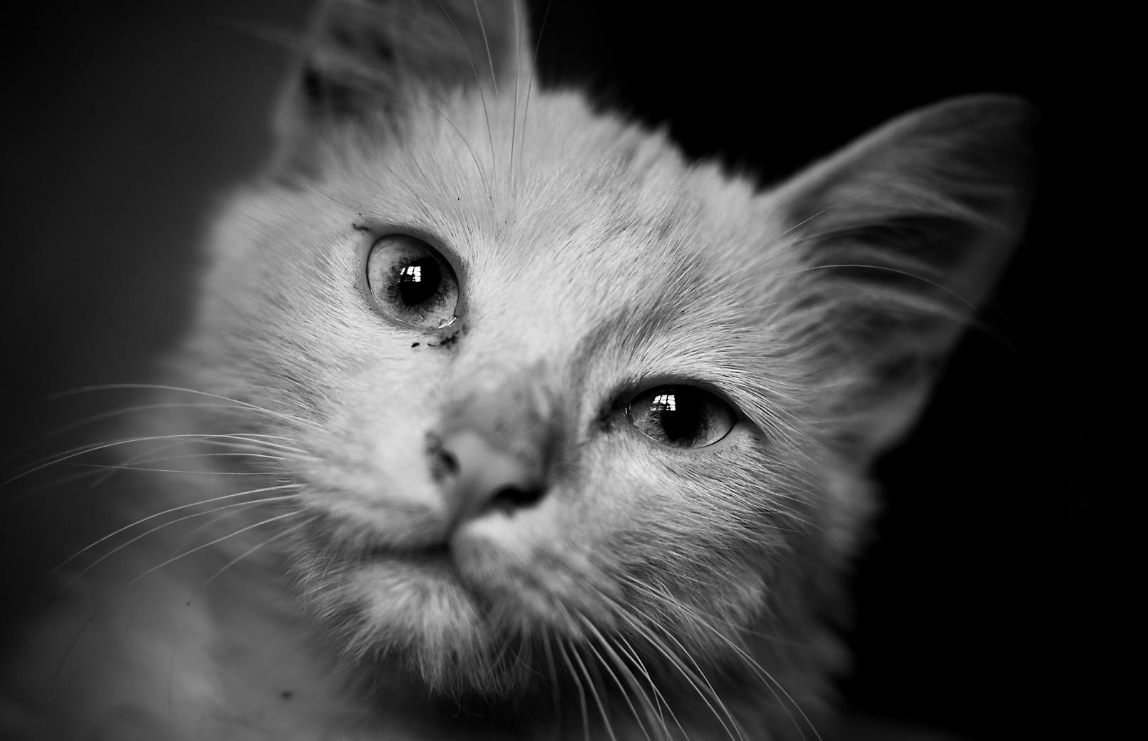 三, 猫咪太高冷,一点也不亲近人