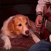 搞笑gif:以前是对牛弹琴,这就是对狗子弹吉他!
