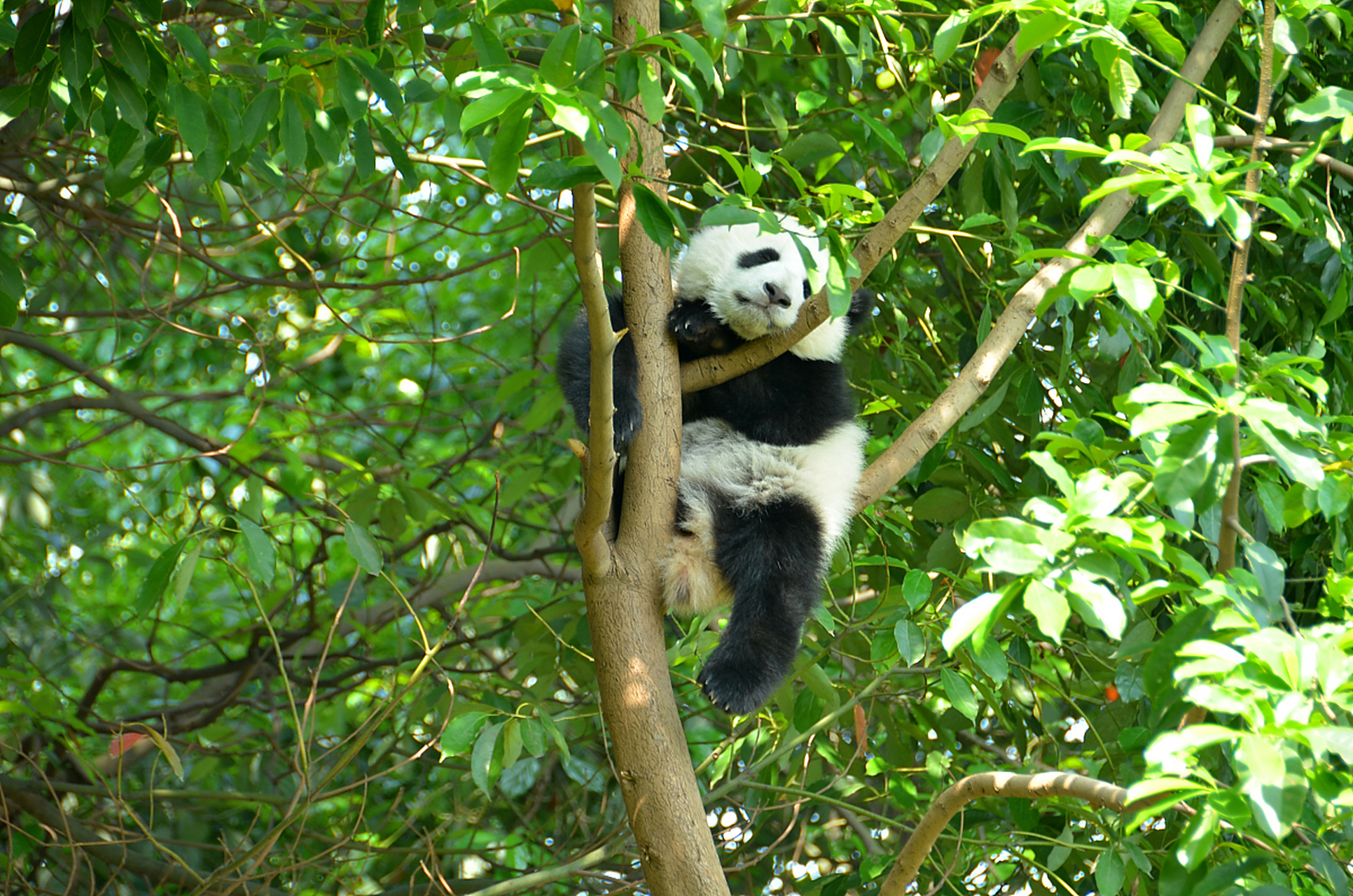 植物趣图# 爱爬树的大熊猫.