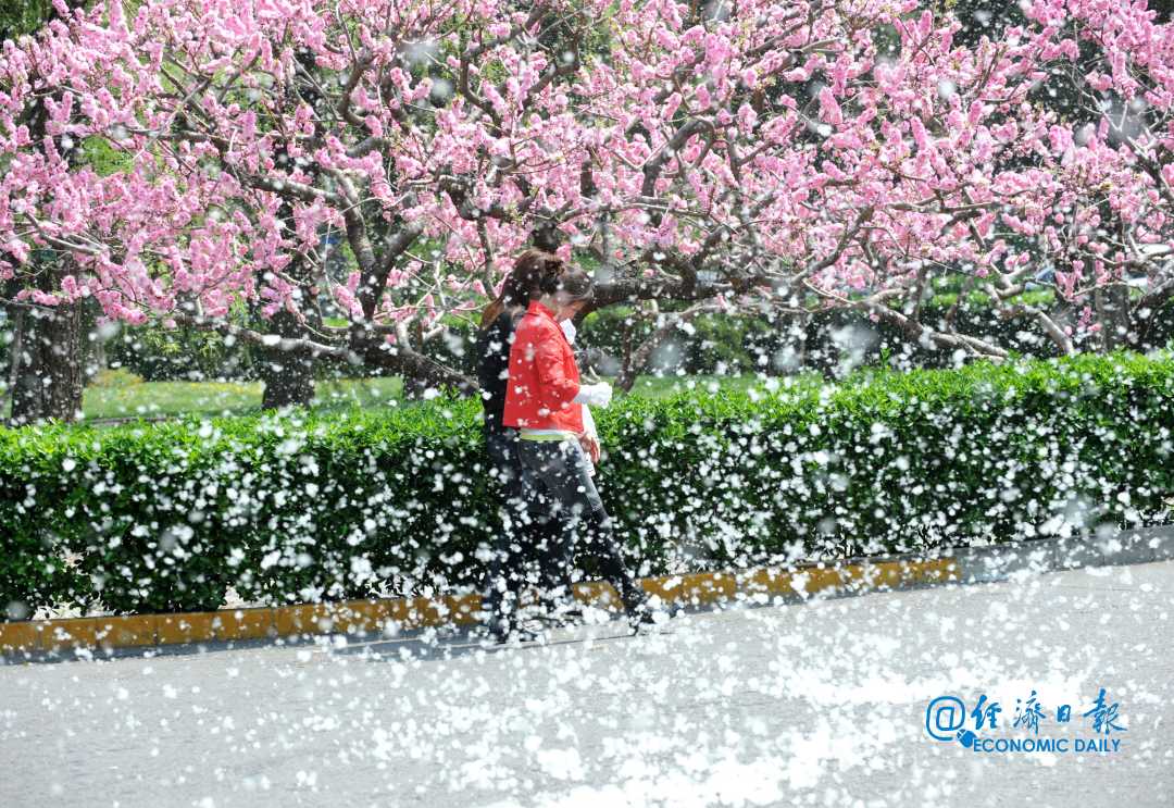 杨花飞絮一点儿也不浪漫,这份防护指南你一定要看
