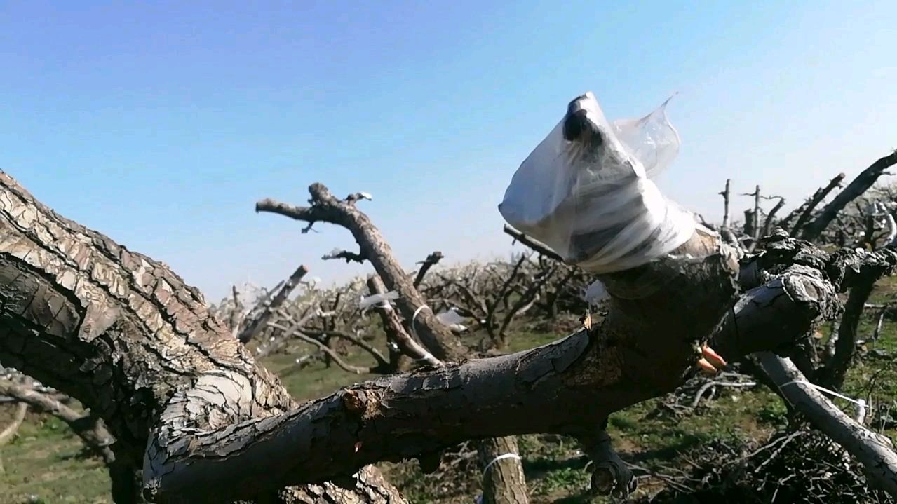 梨农朋友不容易,去年鸭梨效益不理想,今年梨农纷纷改品种