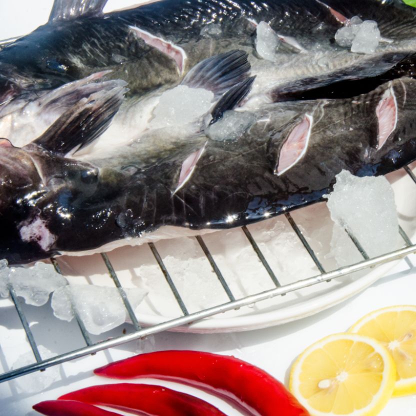 白鮰鱼和黑鮰鱼的价格 - 2020年最新商品信息聚合专区 - 百度爱采购