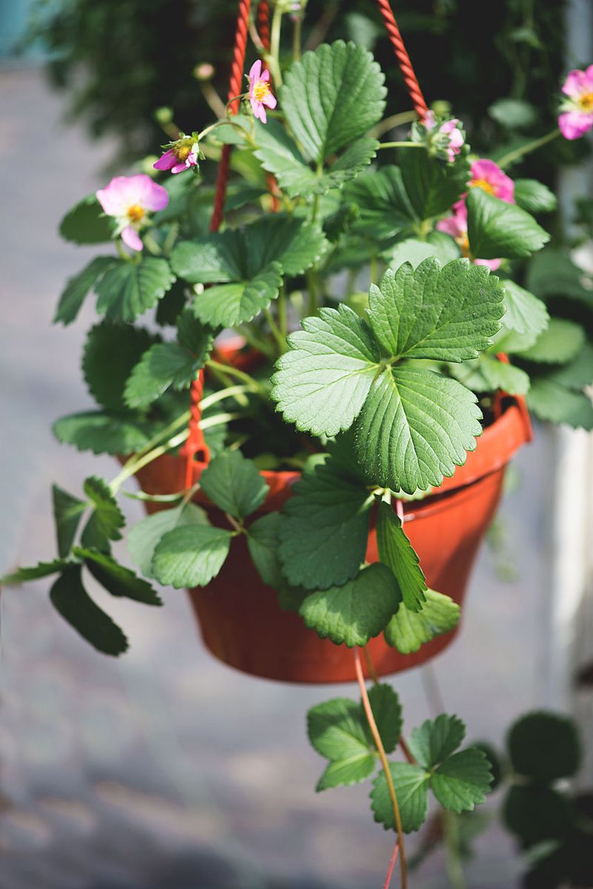 11566 盆栽覆盆子种子的种植首先需要一个合适的盆器,建议选择