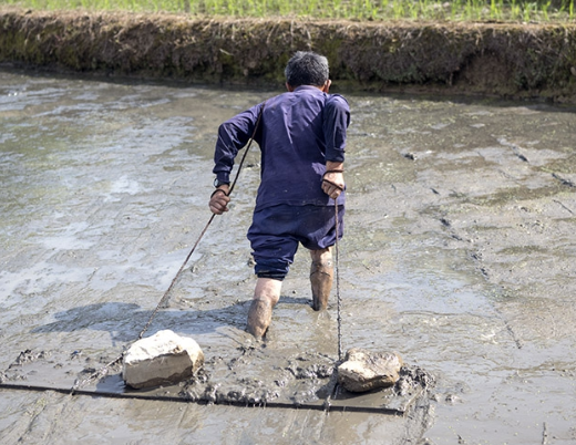 古稀老人用人力代替耕牛拉犁
