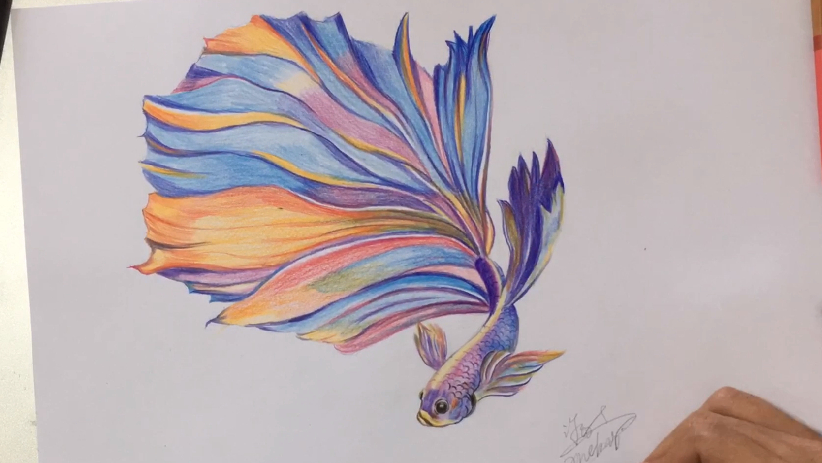 彩铅入门:画一条绚丽多彩的斗鱼,原来是这样子的简单!