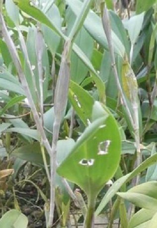 对有瓜石斛你了解多少?有瓜石斛知识大全