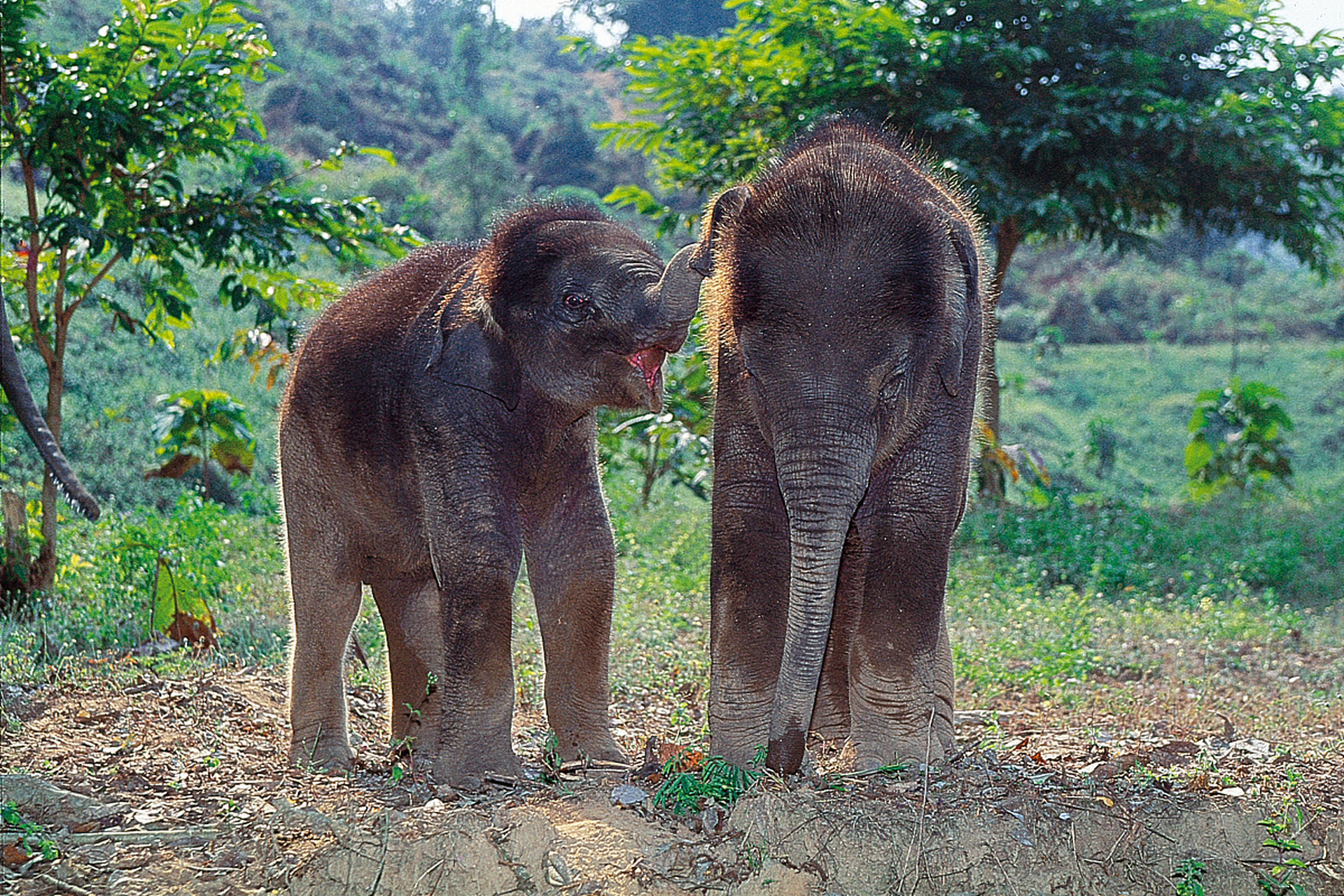 95春节到西双版纳,来一场刺激的大象谷冒险!