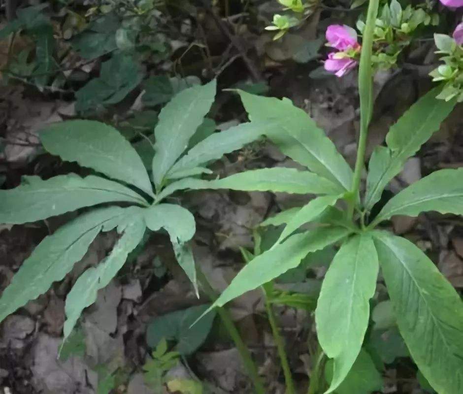 有五香菜之称的香薷,具有化湿和中的功效,他的种植技术是这些!