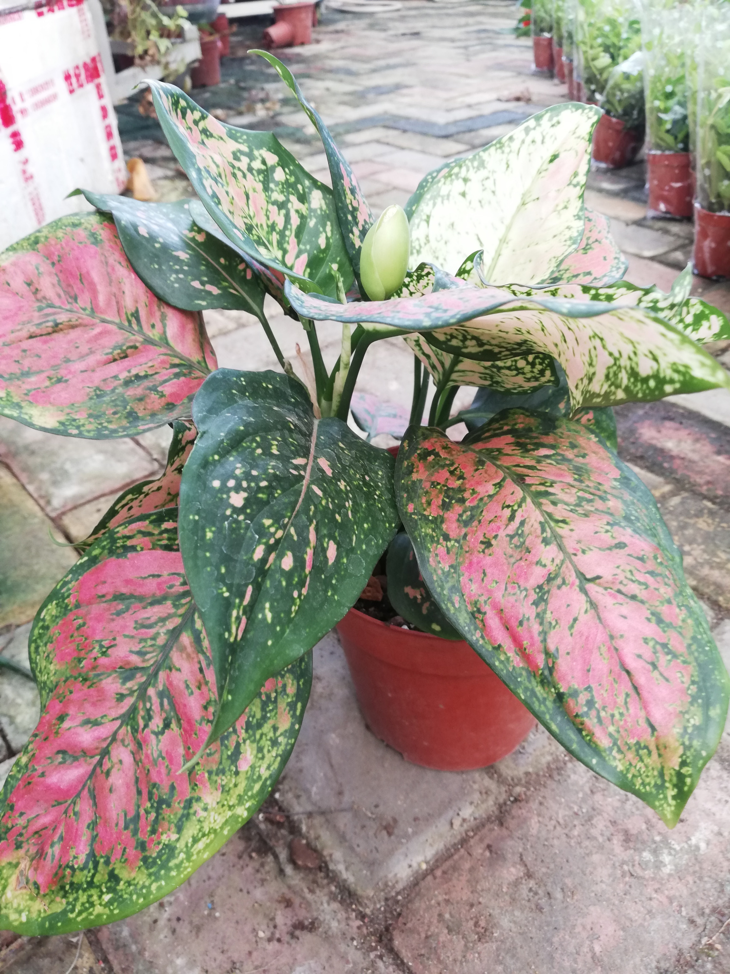 万年青开花(万年青开花有什么好兆头?