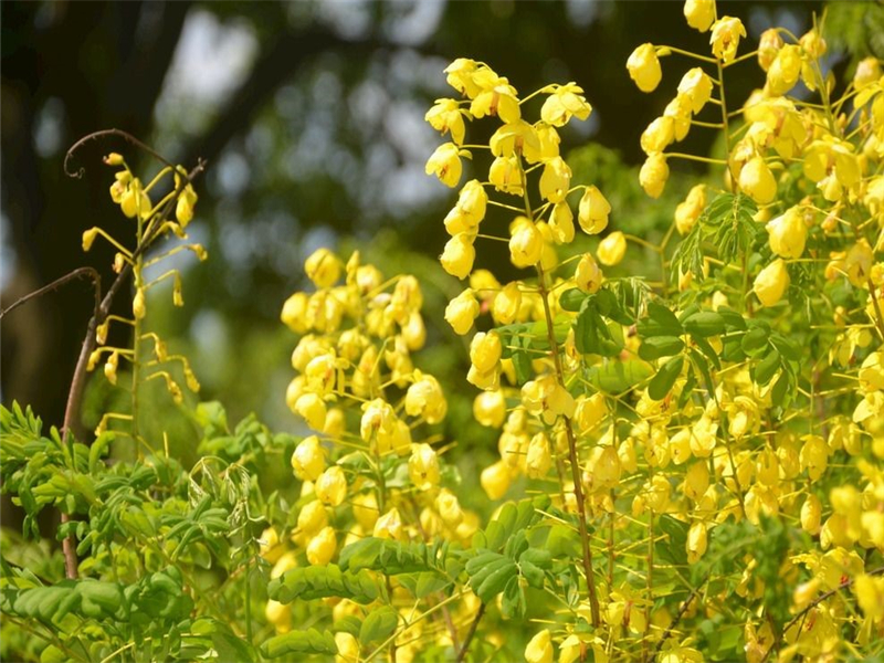 种植水皂角需要具备哪些条件,掌握水肥环节很关键