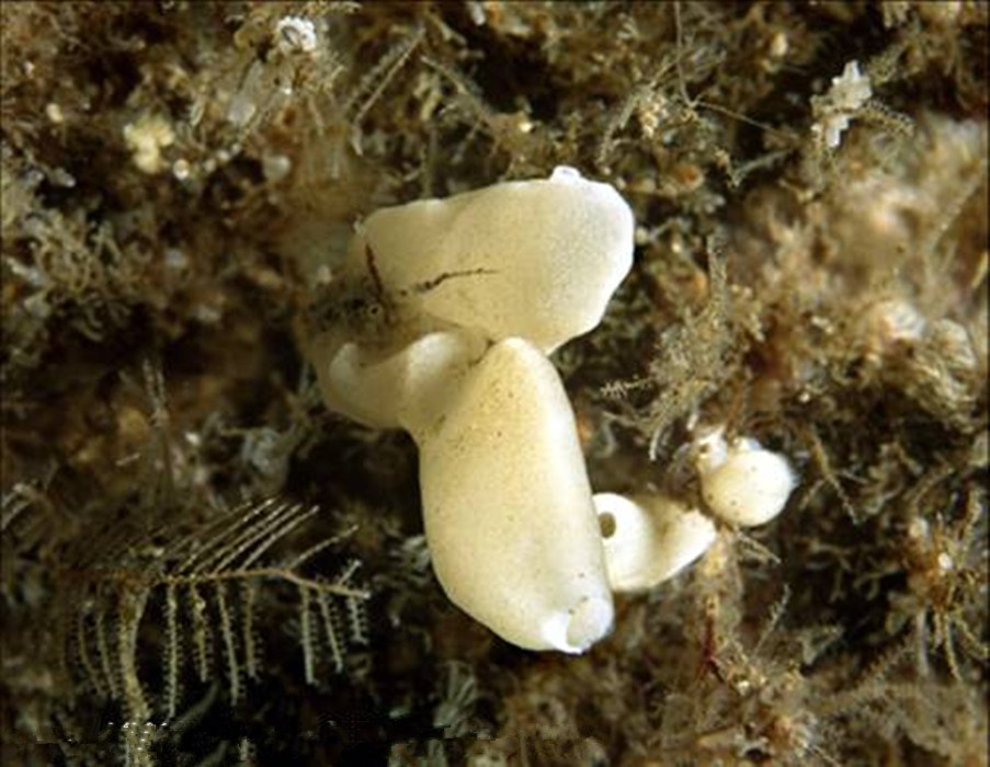 动物知识普及——毛壶