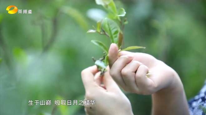 [图]你见过原始野生大茶树吗？野生茶的功效这么厉害野生茶有多稀有？