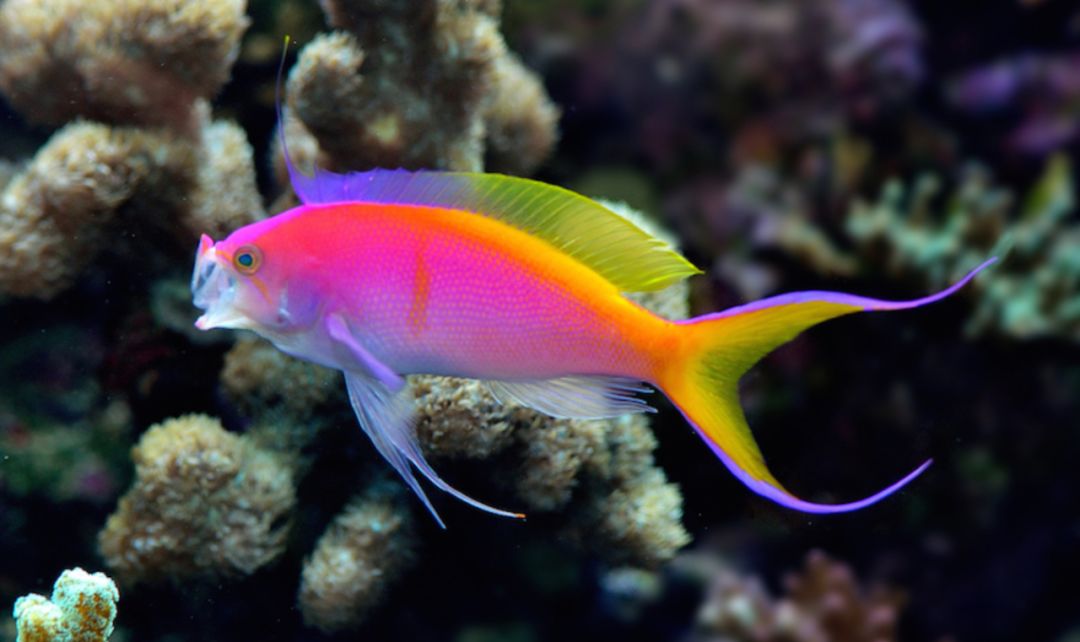 一周见效:海金鱼增色实用技巧