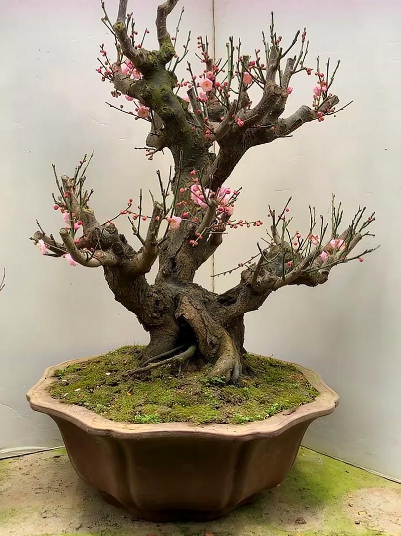 又到了梅花盛开的季节,这样的梅花盆景,你喜不喜欢呢?快来欣赏
