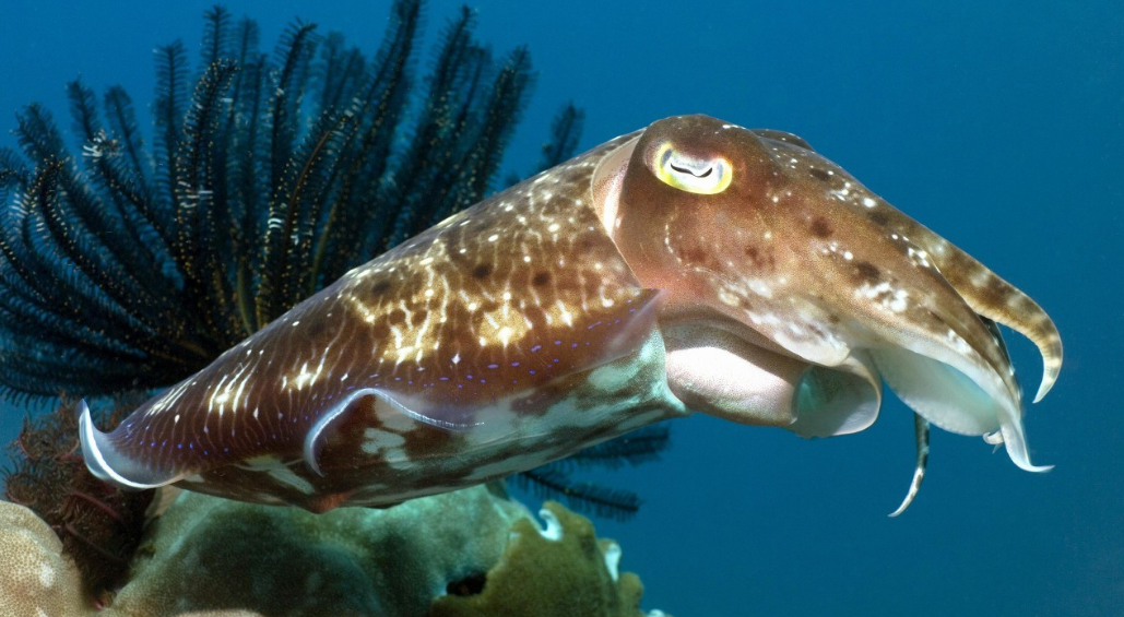 乌贼的生活习性及钓法