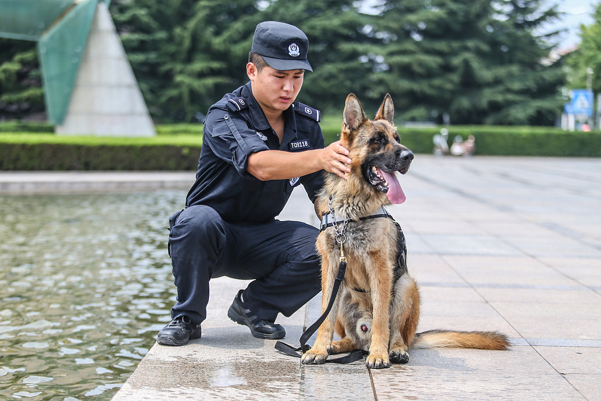 退役警犬看见升国旗后的动作令人动容:正襟危坐,跟着"敬礼".