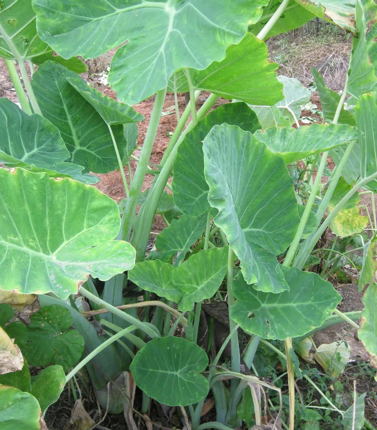 这么健康的蔬菜!原来它是白梗芋!