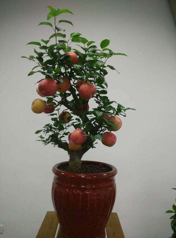 盆栽苹果树 