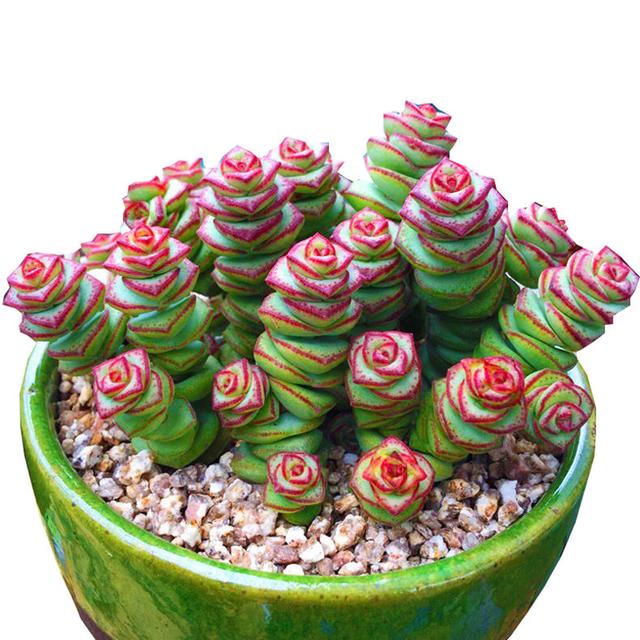 多肉钱串砍头要快准狠,备一把锋利的小刀才行