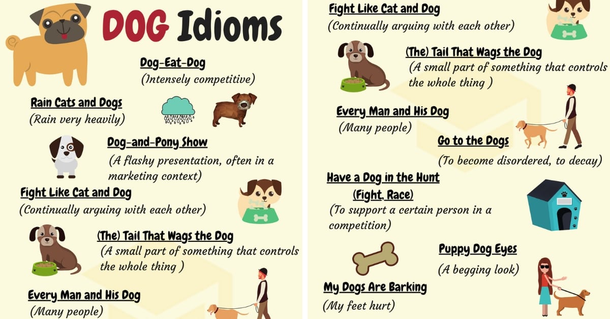 common dog idioms with meaning and examples 16個常見的狗狗習