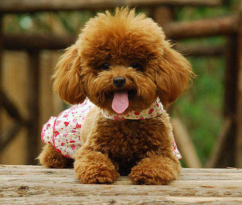 泰迪犬的智商很高吗?你如何看到泰迪犬?