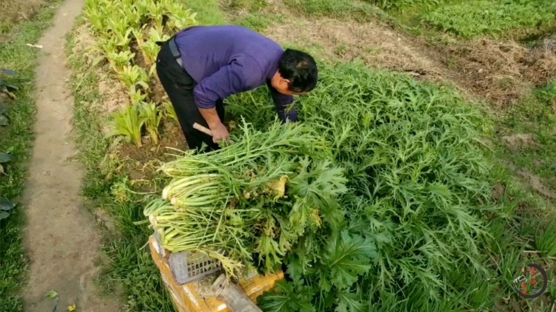 湖南农家梅菜扣肉:什么梅菜要一公斤买70块?你们觉得贵吗?