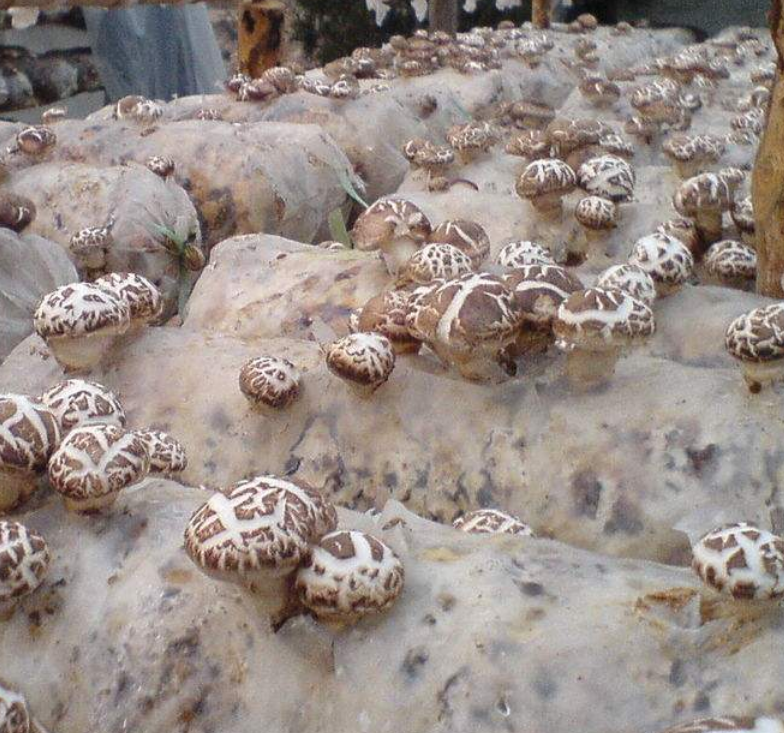 花菇- 热门商品专区