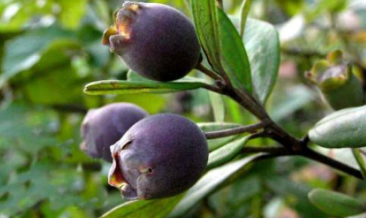 这野果在农村很常见,人送外号"野蓝莓",经常解渴吃但不知功效