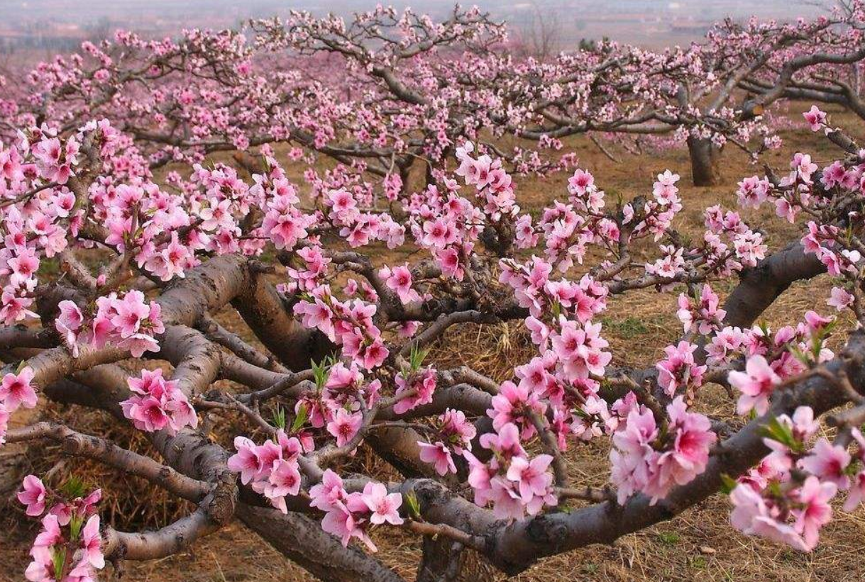 桃树的嫁接苗 - 2020年最新商品信息聚合专区 - 百度爱采购