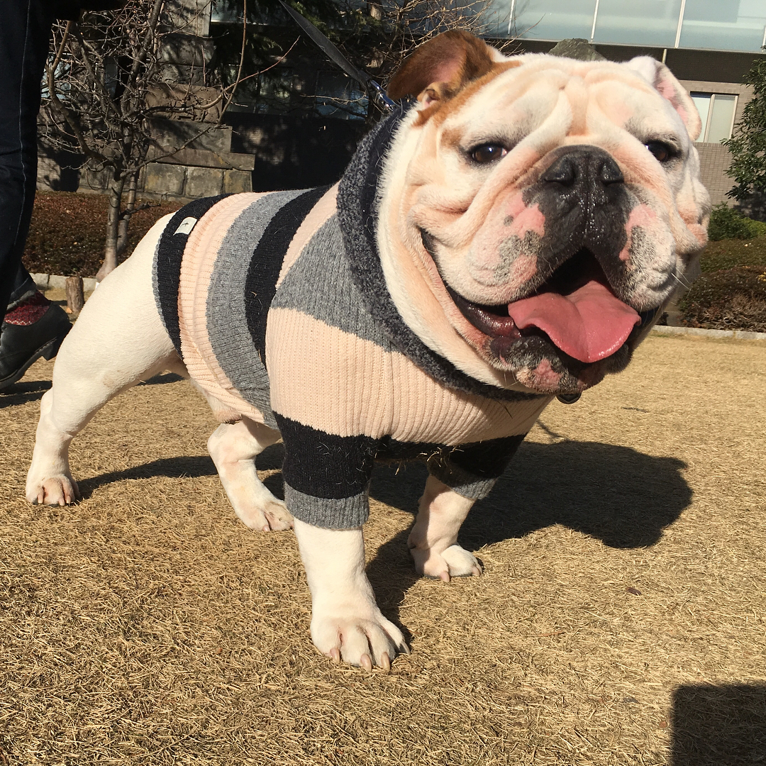 萌宠图片:斗牛犬的治愈和蠢萌不止一面!