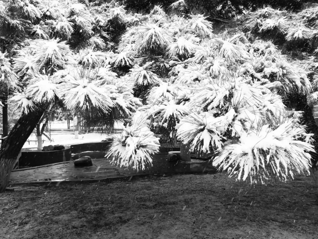 遼寧全省都是雨雪天氣 雨夾雪轉大雪 瀋陽市區,新民,遼中,阜新市區