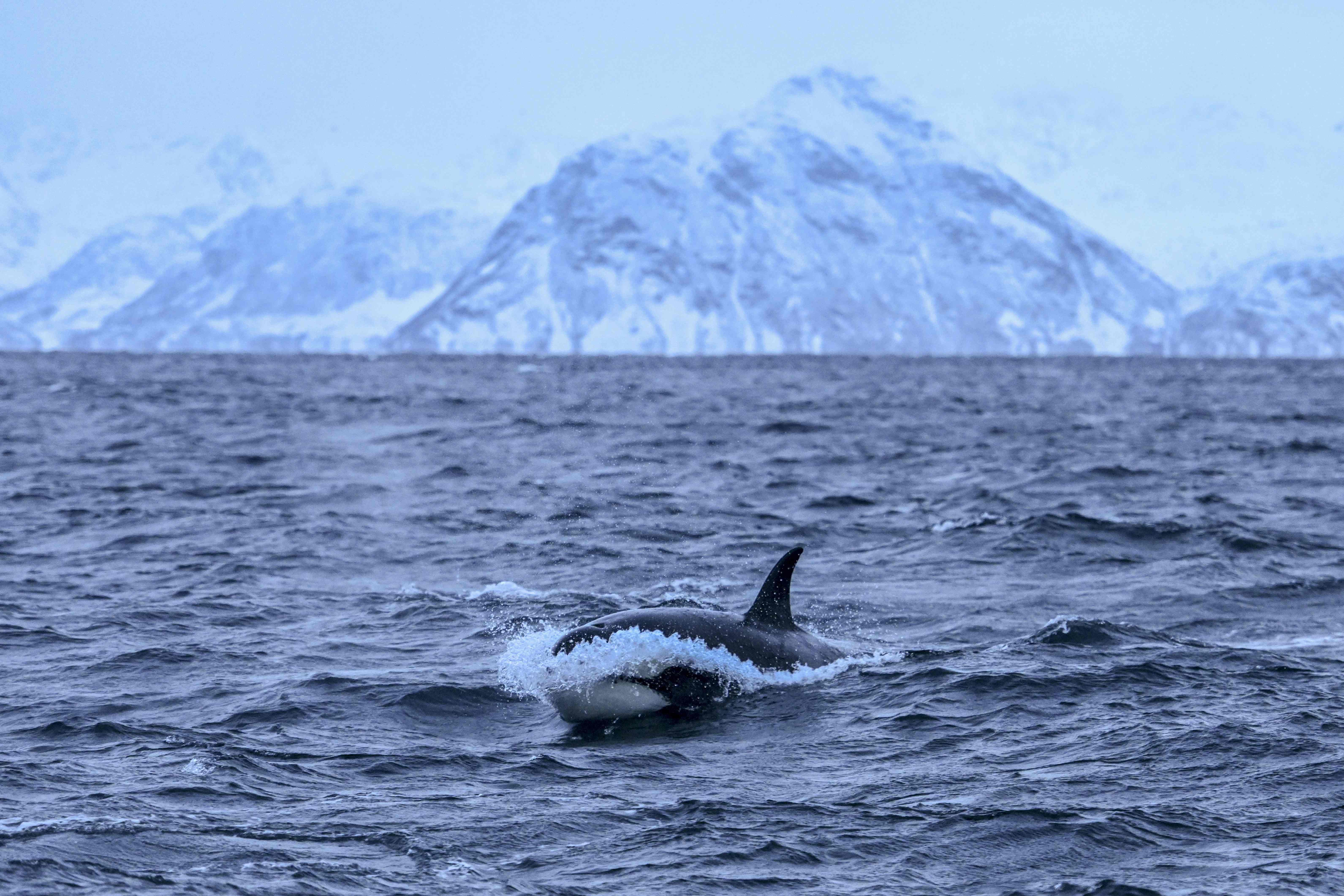 北极地区的逆戟鲸(4)