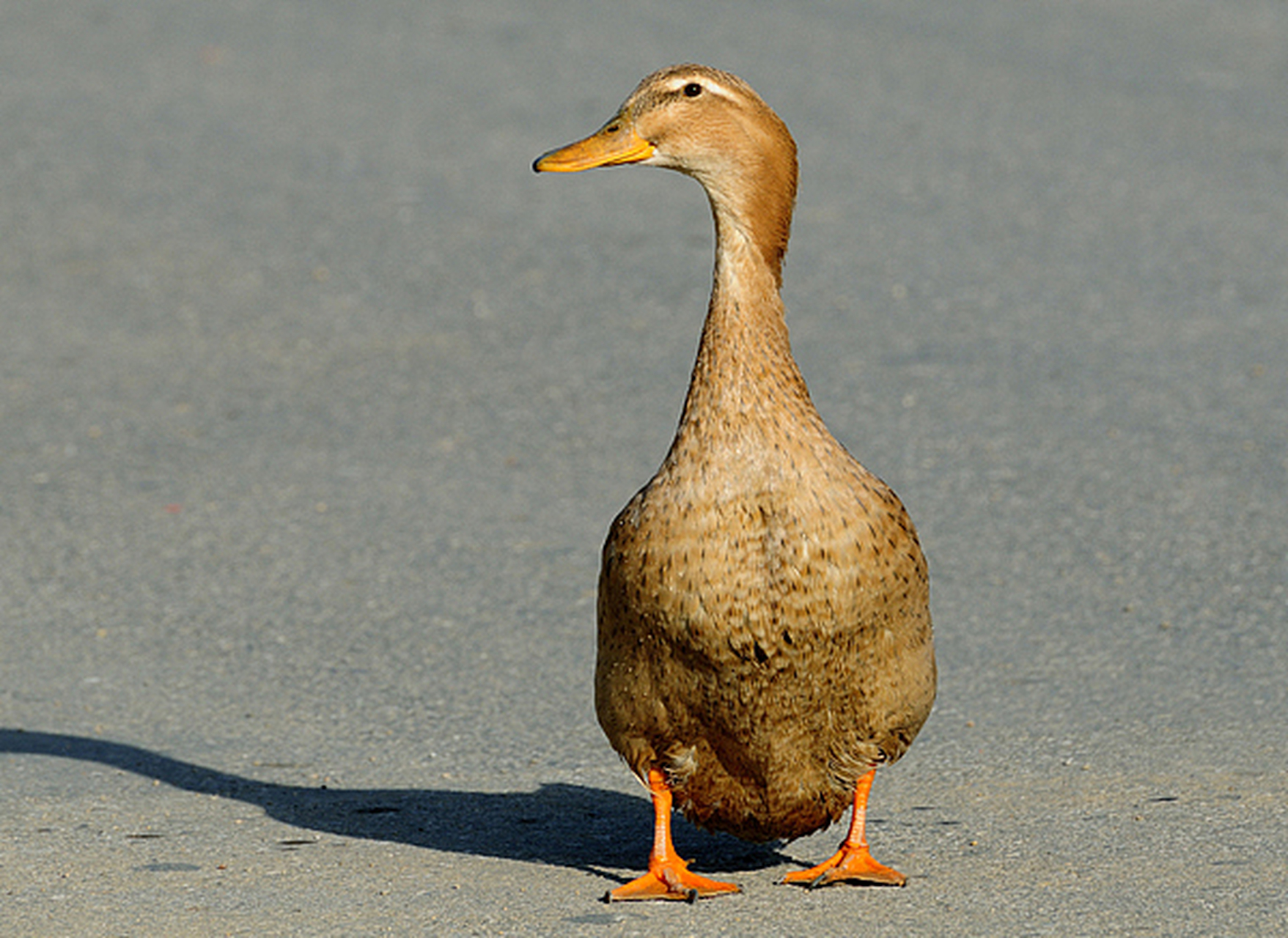 但有一个现象却鲜为人知:鸭子的叫声竟然没有回音