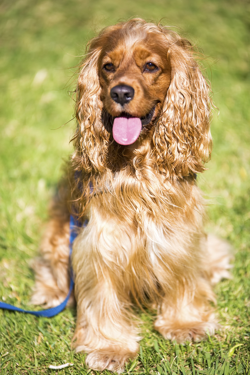 19世纪80年代早期,育种工作者在英国可卡犬的基础上,培育出美国可卡犬
