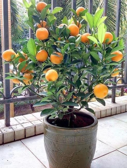 金桔盆栽全是金果子,满满当当全是福,家里就该摆一盆