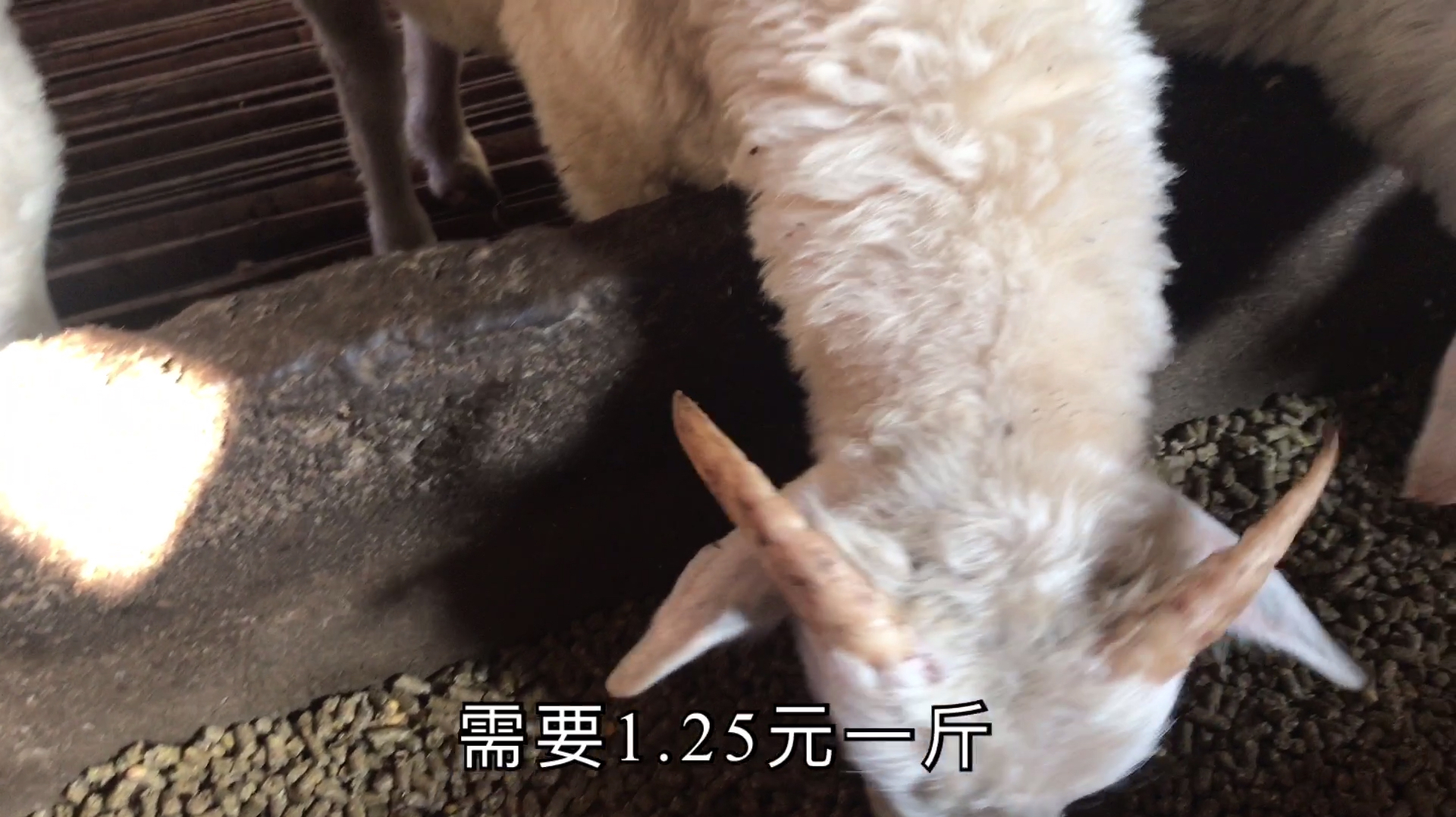 养羊大叔给育肥羊喂颗粒饲料,这种饲料有什么优势呢?听他怎么说