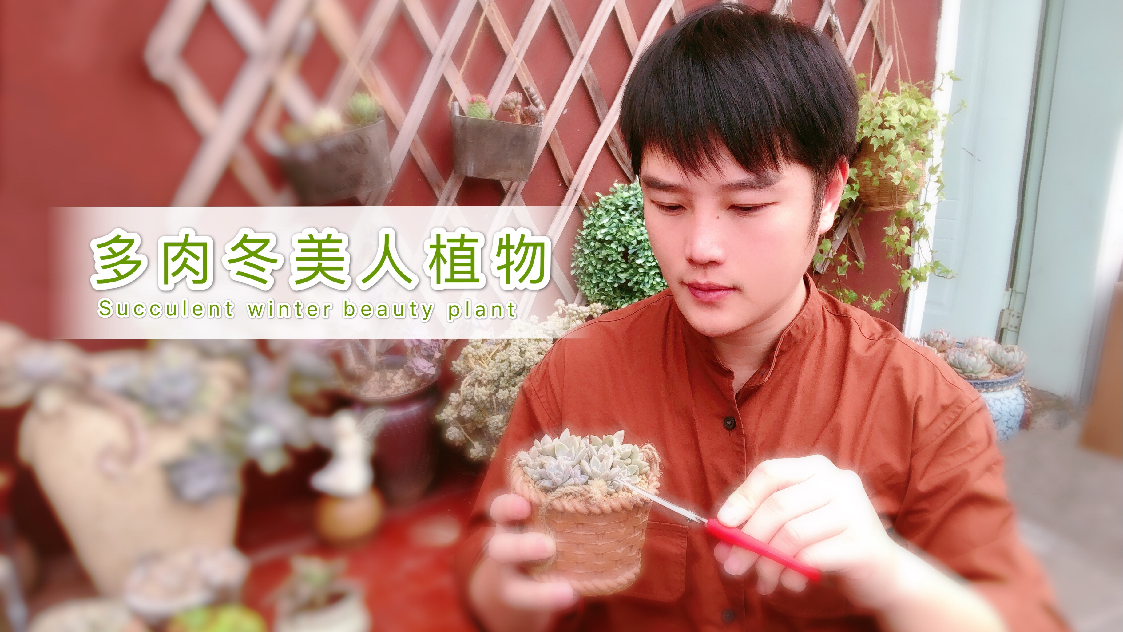 超好养殖的大普货多肉冬美人 小伙四年时间养成悬崖式老桩