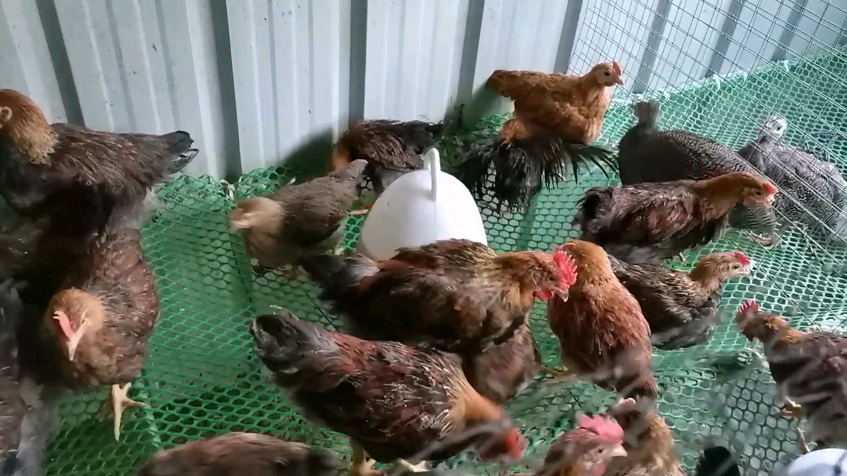 小鸡有点感冒了,拉黄绿色粪便,用这几种药给小鸡吃