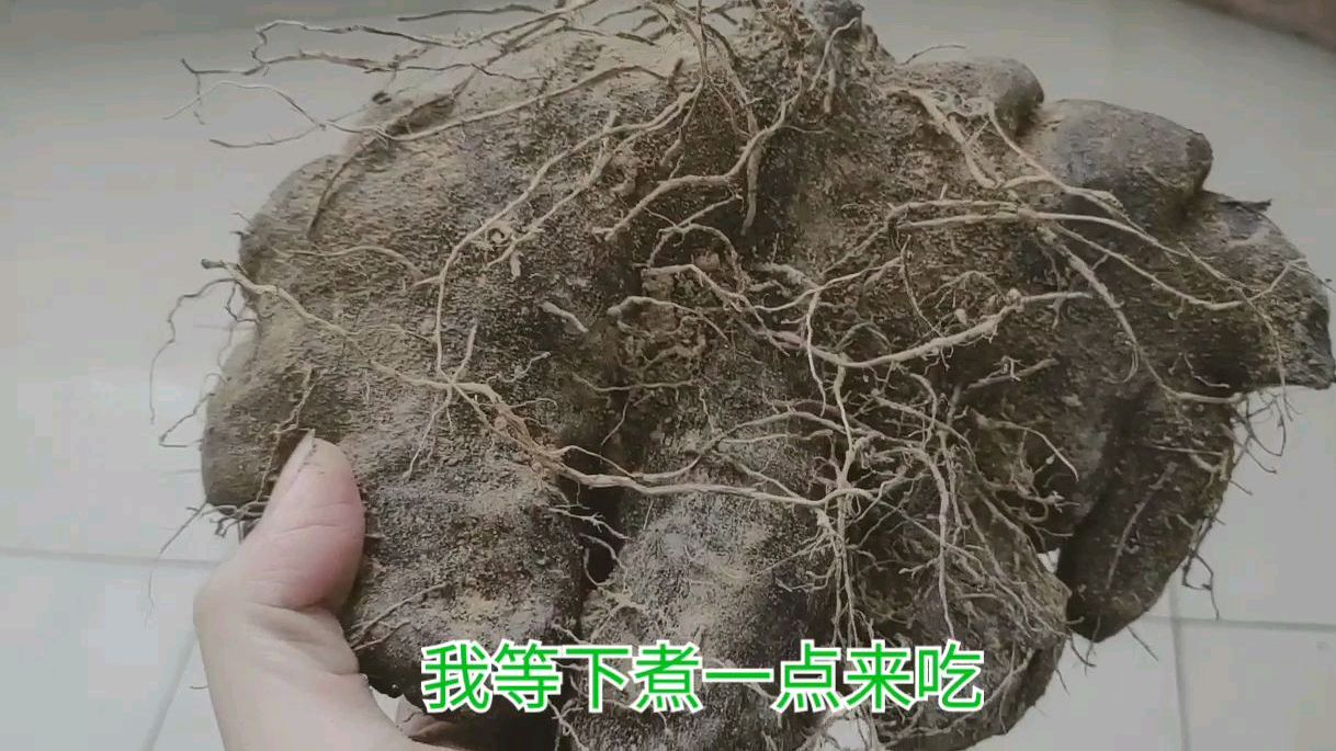 脚板薯也叫大薯,市面很少有卖,有一种野果叫木竹子,您没见过吧