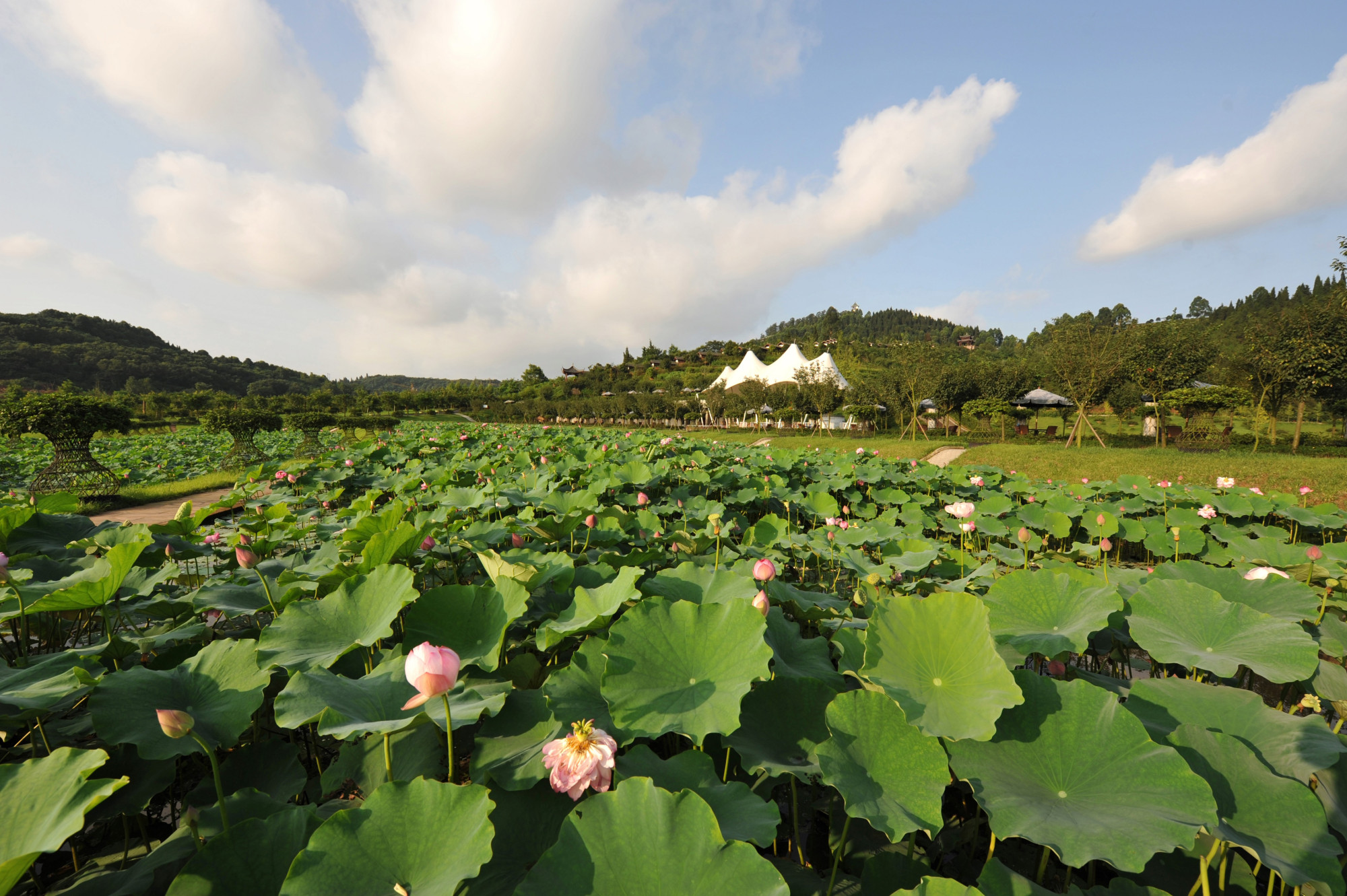 花舞人间|新津这片花海"占据"成都人的朋友圈好多年