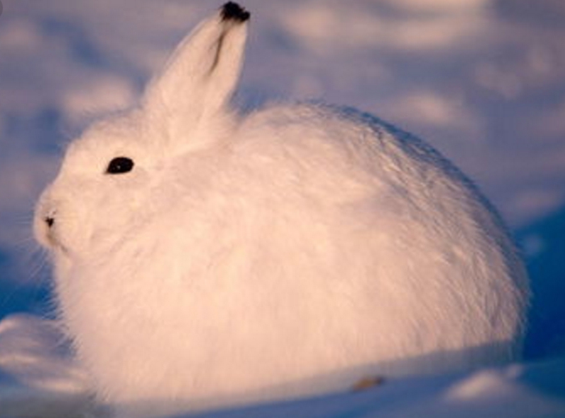 雪球兔子睡觉图片