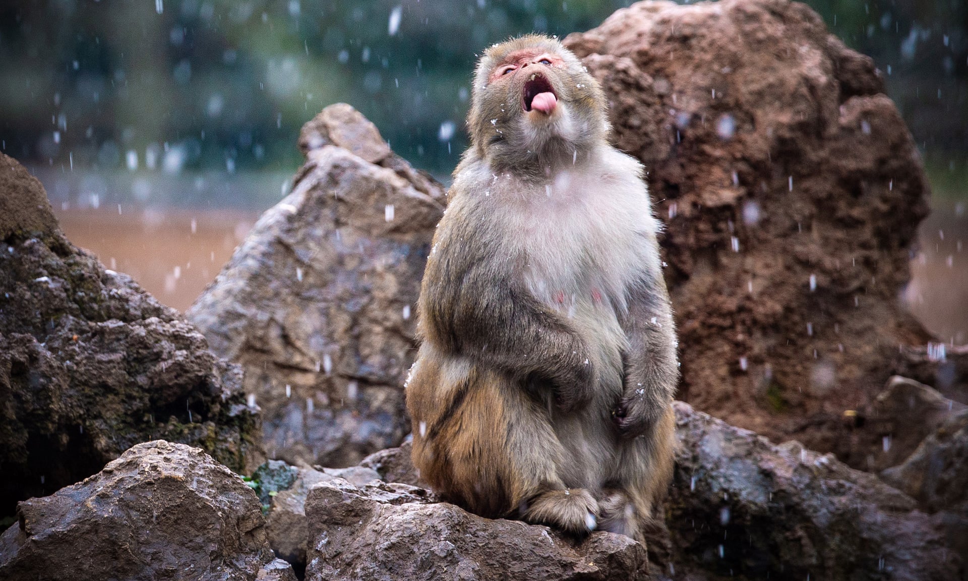 曾几何时,这些美洲最大的陆生哺乳动物对美洲原住民的文化和生活都至