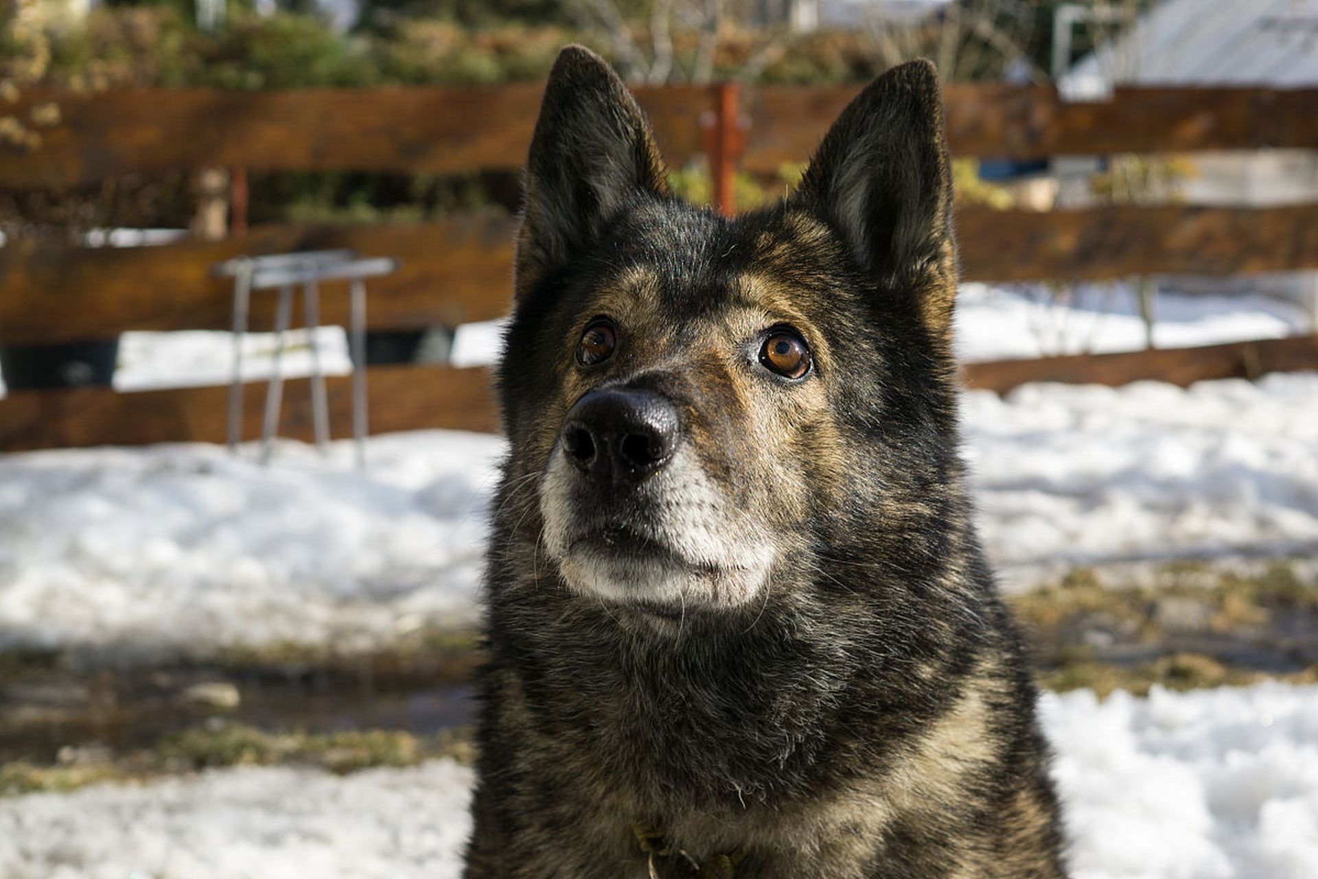 捷克狼犬是具有强大身体素质和敏锐感知能力的犬种,常用于护卫,搜救等