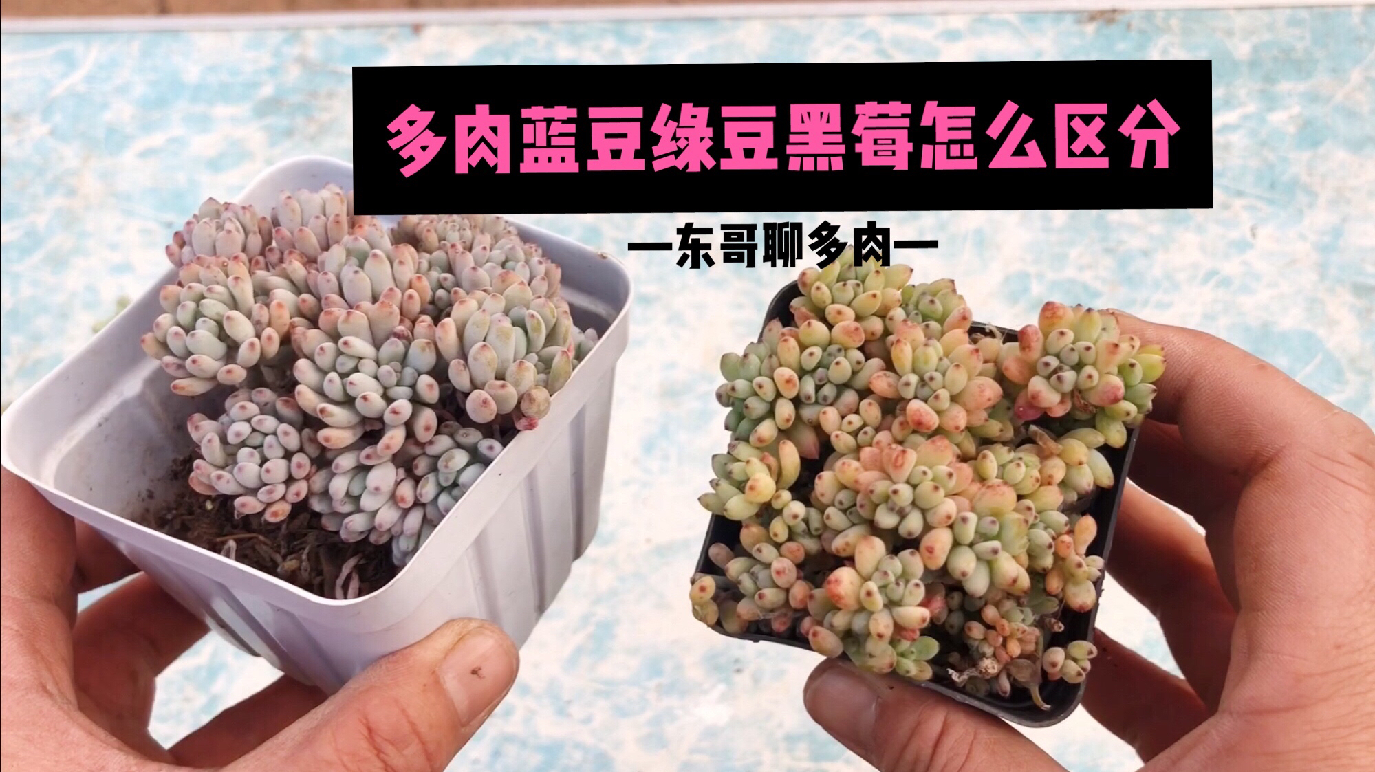 芝麻看绿豆,多肉有各种豆,怎么区分蓝豆、绿豆、黑莓