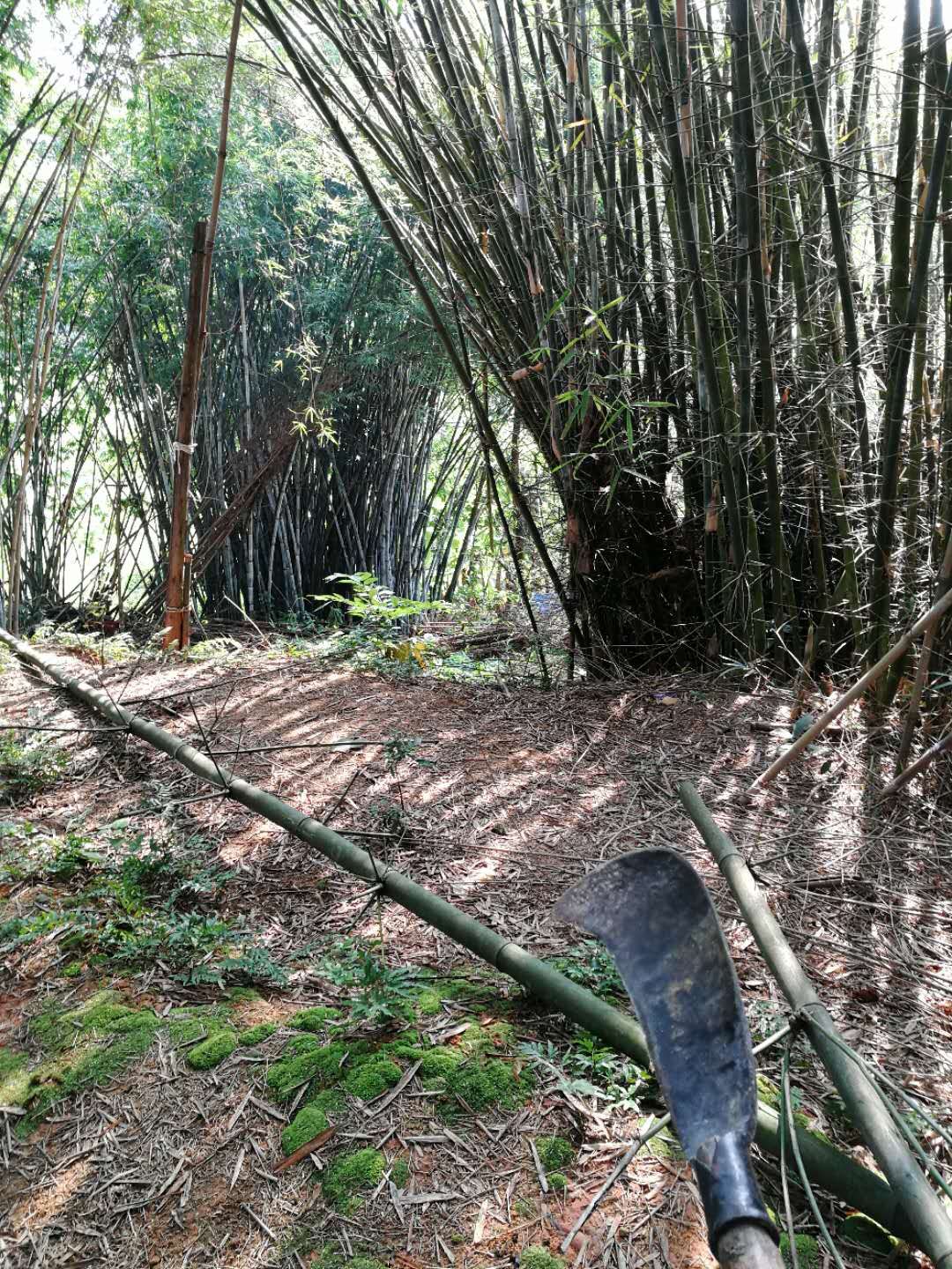 家鄉一大片竹子,砍竹時偶有靈感